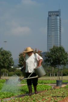 Agricultural worker in the Pearl River Delta, 2002